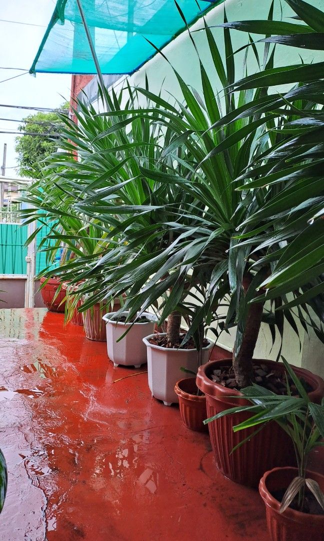 Yucca plant for sale, Furniture & Home Living, Gardening, Plants