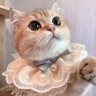 小型貓狗蕾絲珍珠頸圈💗