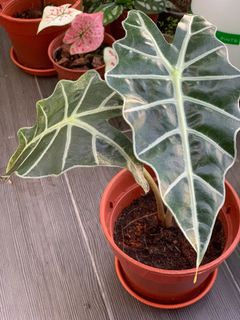 (Category: ) located in . Submitted by CrazyPlantLady (Listing ID 1205149828, Image 1). Description: .