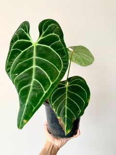 (Category: ) located in . Submitted by foliageandfins (Listing ID 1205081400, Image 1). Description: .