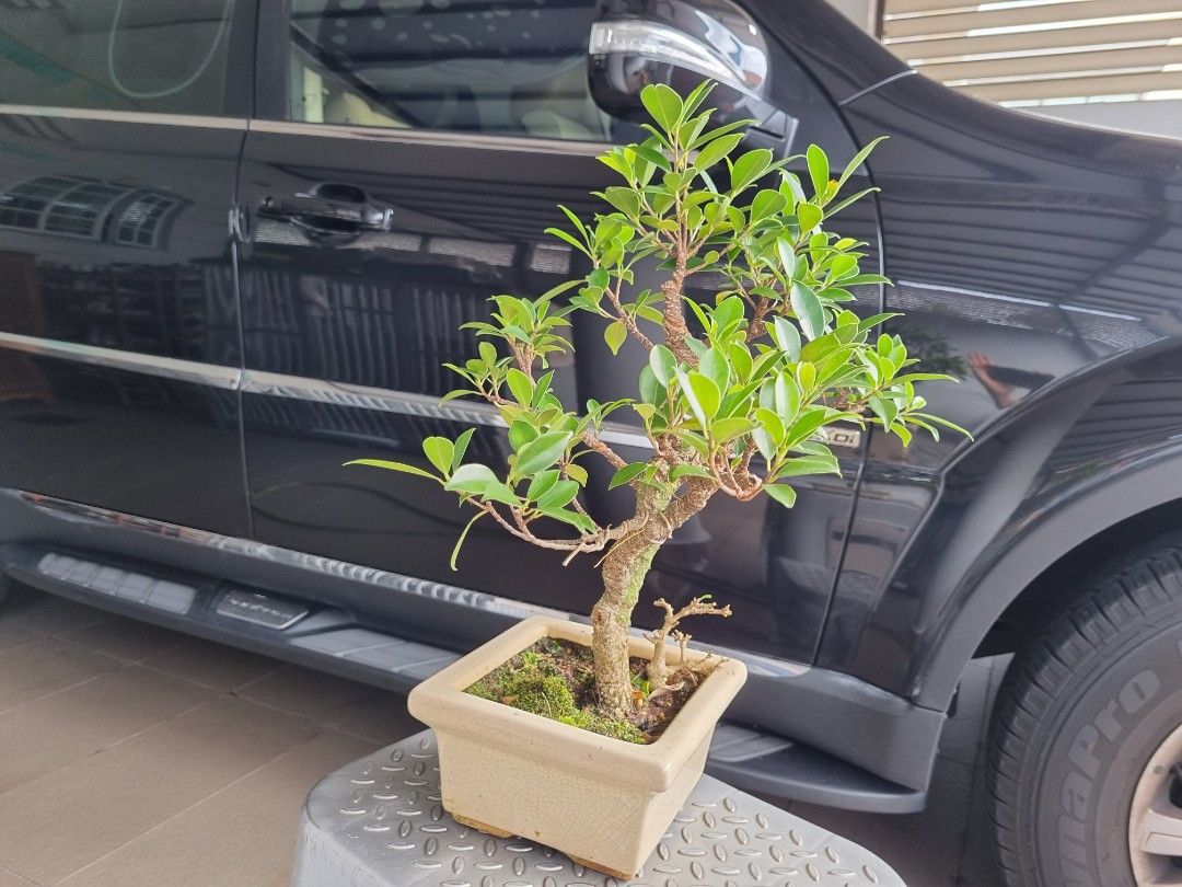 Bonsai Ficus Microcarpa (tiger bark)1, Furniture & Home Living
