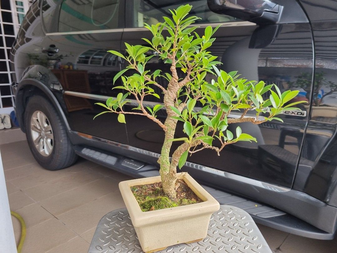 Bonsai Ficus Microcarpa (tiger bark)1, Furniture & Home Living