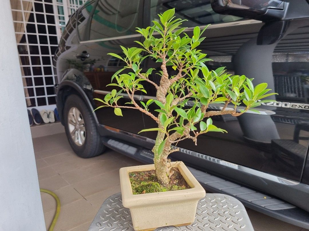 Bonsai Ficus Microcarpa (tiger bark)1, Furniture & Home Living