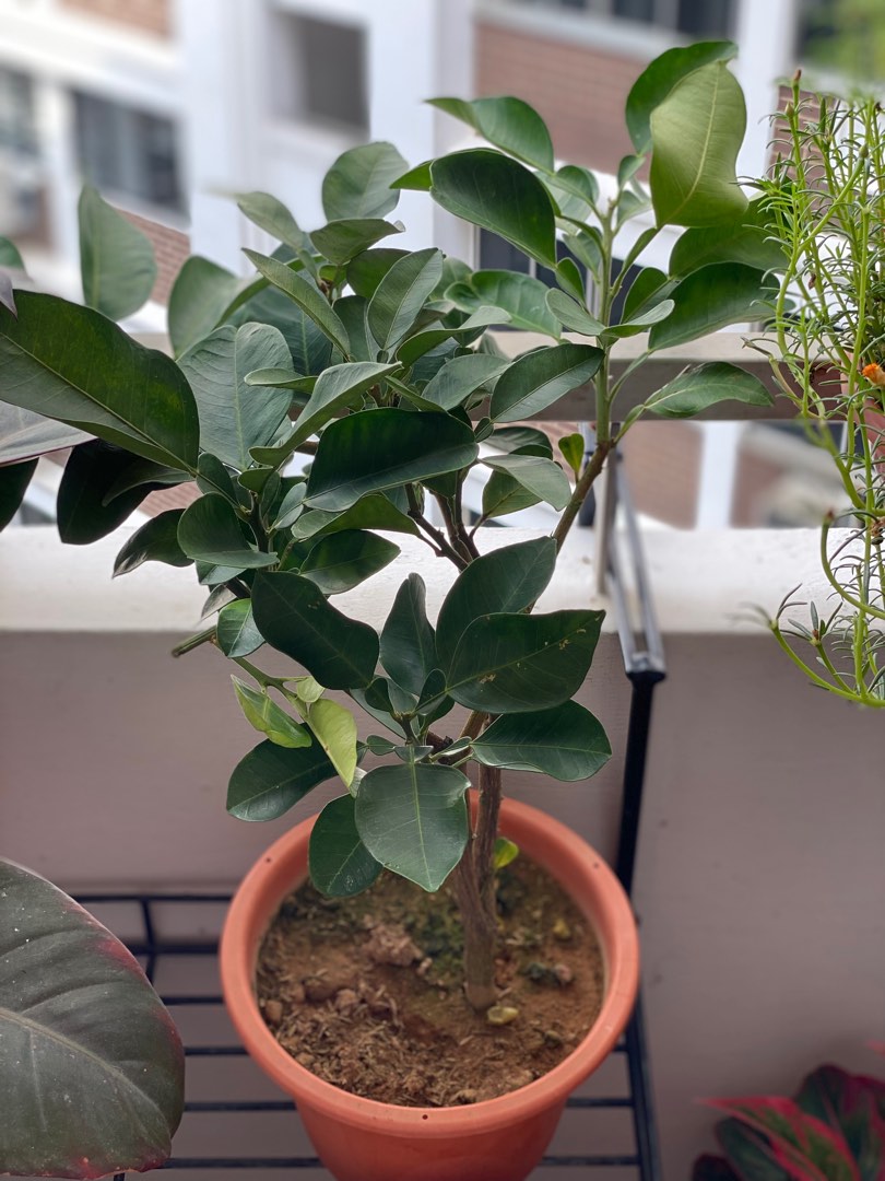 Fresh Pomelo Leaves / Pomelo Leaf, Furniture & Home Living, Gardening