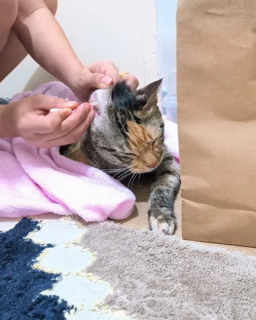 Mobile Cat Grooming (House visit), Lifestyle Services, Pet Care