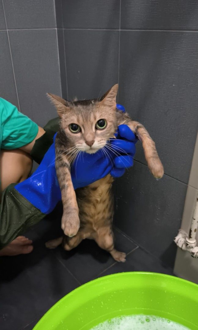 Mobile cat cheap bath