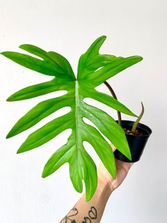 (Category: ) located in . Submitted by foliageandfins (Listing ID 1205212249, Image 1). Description: .
