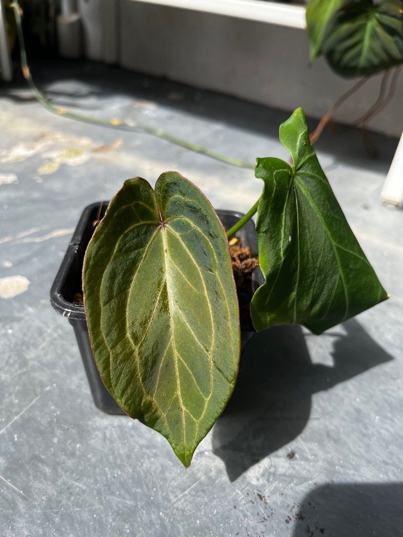 Anthurium King of spades X NSE Red Crystallinium X Indo Portillae, Furniture & Home Living