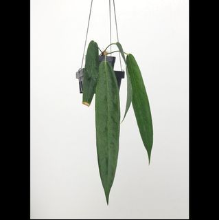 Anthurium wendlingeri