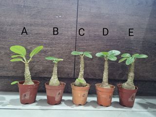 Dorstenia foetida