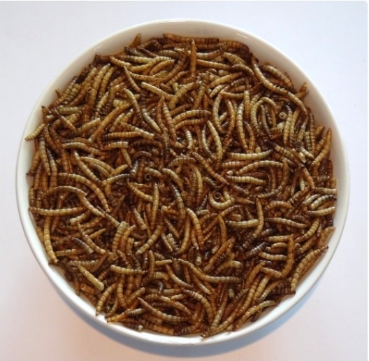 Are Mealworms Poisonous To Dogs
