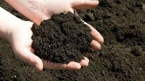 Garden SOIL SOILS Potting Compost 25 kilos 250 PESOS each sack gardening