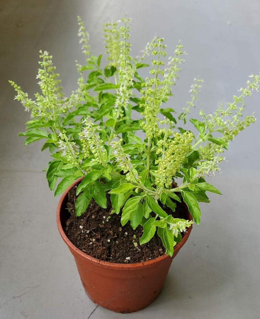 Ocimum Tenuiflorum Holly Basil Thai Holy Basil Tulsi Indian holly basil