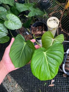 (Category: ) located in . Submitted by ntlc_plants (Listing ID 1205326687, Image 1). Description: .