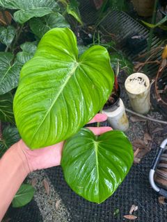 (Category: ) located in . Submitted by ntlc_plants (Listing ID 1205326929, Image 1). Description: .