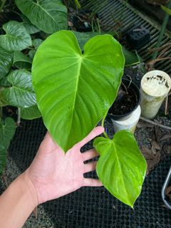 (Category: ) located in . Submitted by ntlc_plants (Listing ID 1205325990, Image 1). Description: .