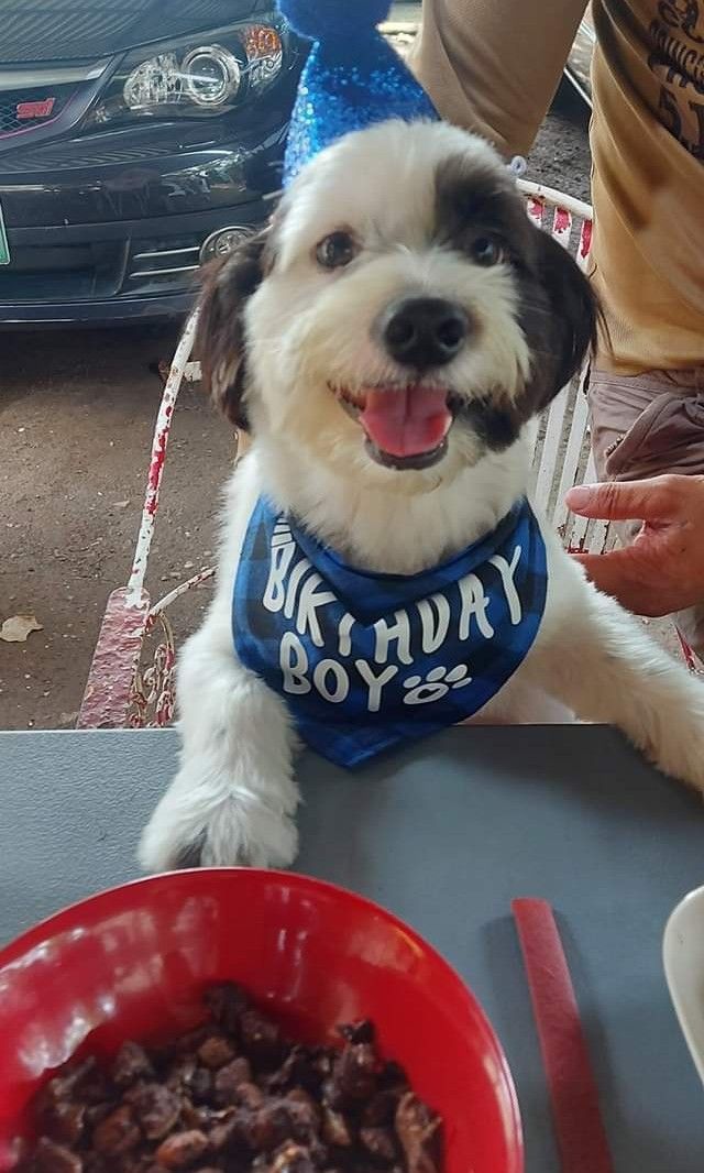 Preloved Dog Birthday Hat and Bib (Category: Homes & Other Pet Accessories) located in Quezon City. Submitted by theentreprenurse (Listing ID 1205323510, Image 1). Description: Used once only.