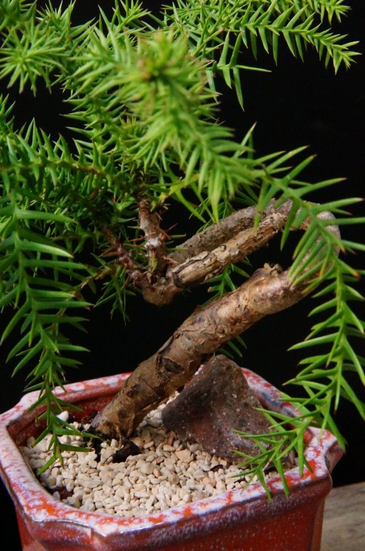 中国　花梨葡萄木瘤木　煎茶盆　香盆　輪花盆　M　8021E 中国 花梨葡萄木瘤木 煎茶盆 香盆 輪花盆 M 8021E