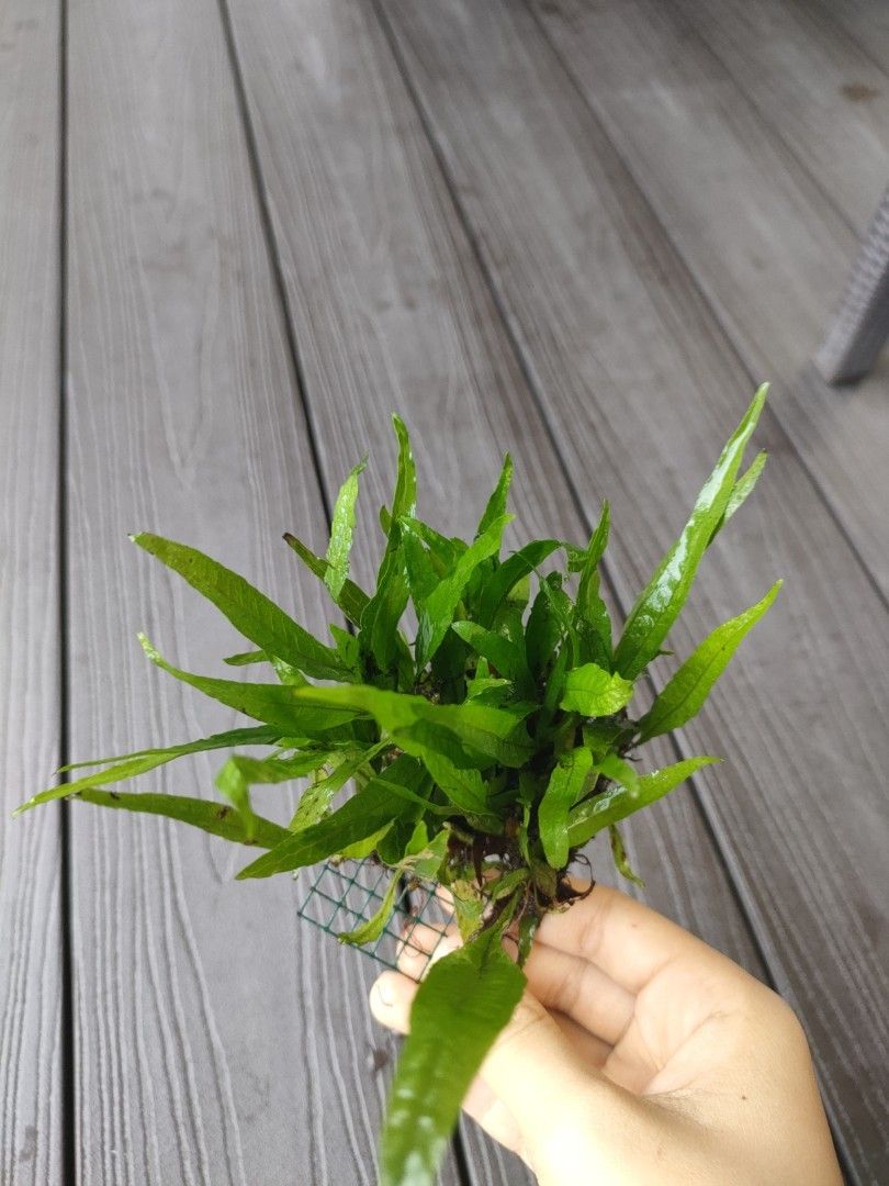 Beginner aquarium plantstrying to clear quickly), Pet Supplies, Homes