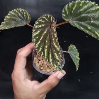 (Category: ) located in . Submitted by hendroprayogobegonia (Listing ID 1205637493, Image 1). Description: .