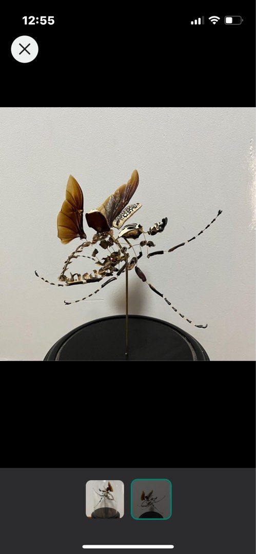 Exploded Insect Beetle Specimen, Hobbies & Toys, Memorabilia ...