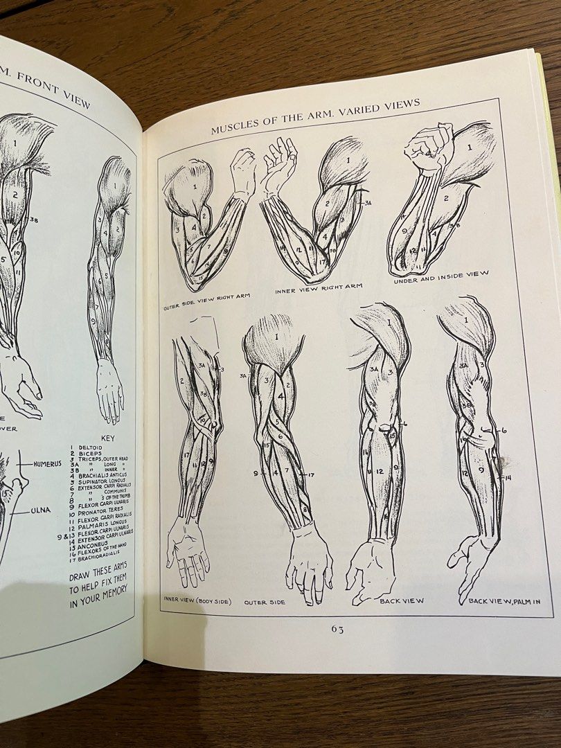 Andrew Loomis Figure Drawing For All It's Worth Figure Drawing For All It’s Worth by Andrew Loomis, Hobbies & Toys