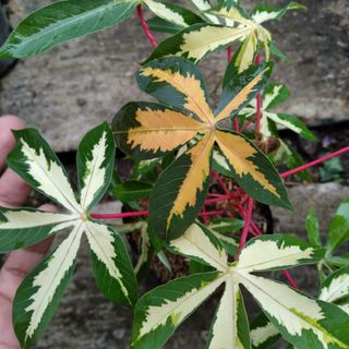 (Category: ) located in . Submitted by hendroprayogobegonia (Listing ID 1205462341, Image 1). Description: .