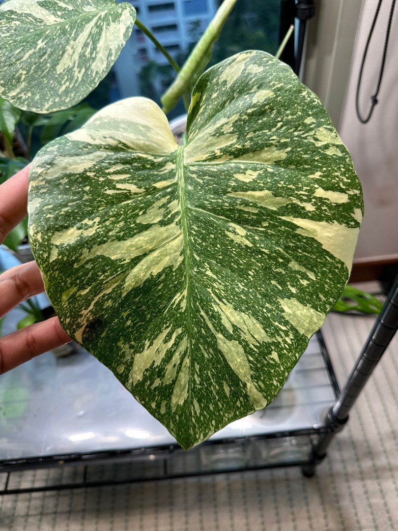Avenue 60 Monstera Deliciosa Thai Constellation Variegated Fully Rooted in  4 Pot