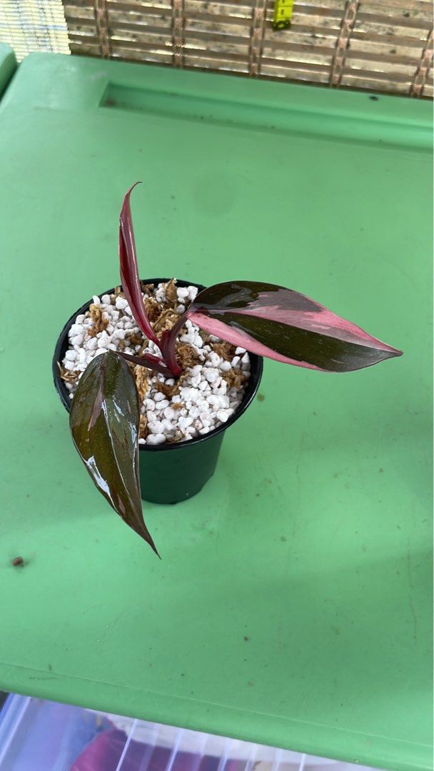 Philodendron marble Pink Princess, Furniture & Home Living, Gardening