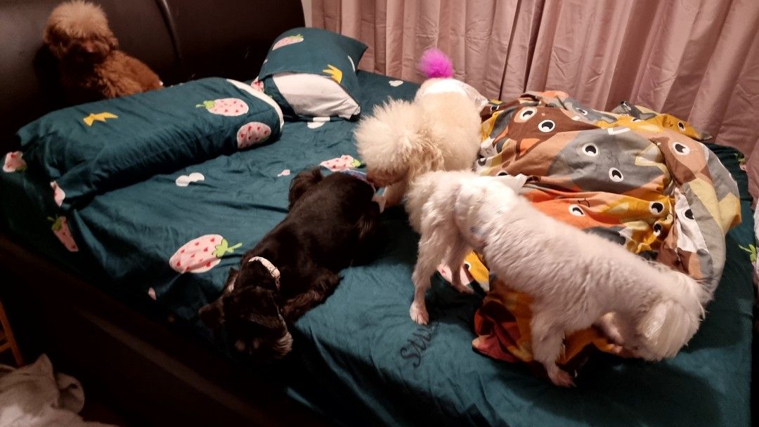 Affordable Dog Daycare at Kovan