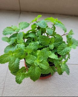 Practice leaf-to-root eating on all that mint taking over your garden
