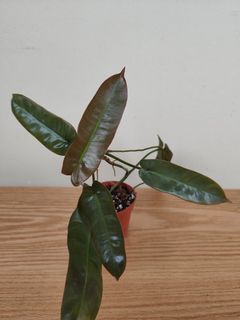 (Category: ) located in . Submitted by theplantytwo (Listing ID 1205752636, Image 1). Description: .