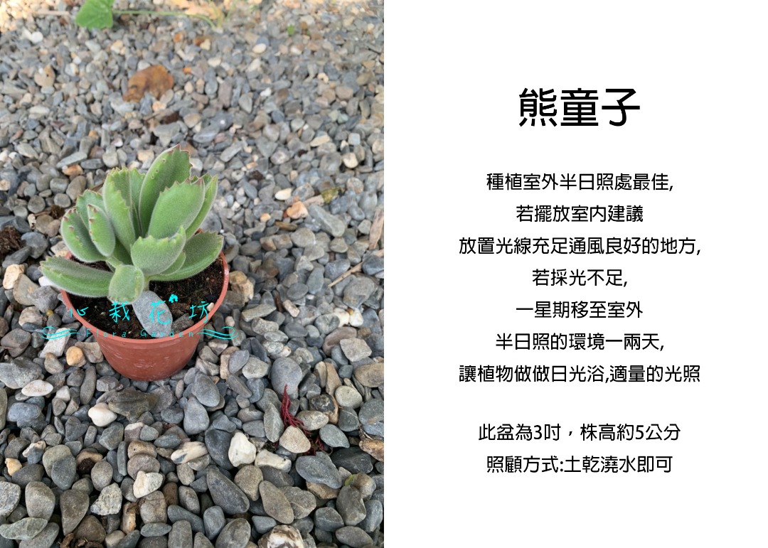 心栽花坊 熊童子 綠熊 3吋 多肉植物 觀花植物 綠化環境 售價70特價60 家具及居家用品 園藝 盆栽在旋轉拍賣