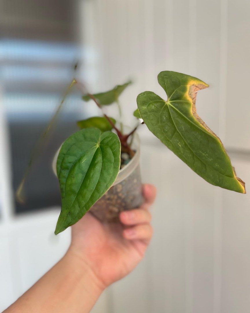 Anthurium black velvet eastern Panama x Luxurians / bvep x lux, Furniture &  Home Living, Gardening, Plants & Seeds on Carousell