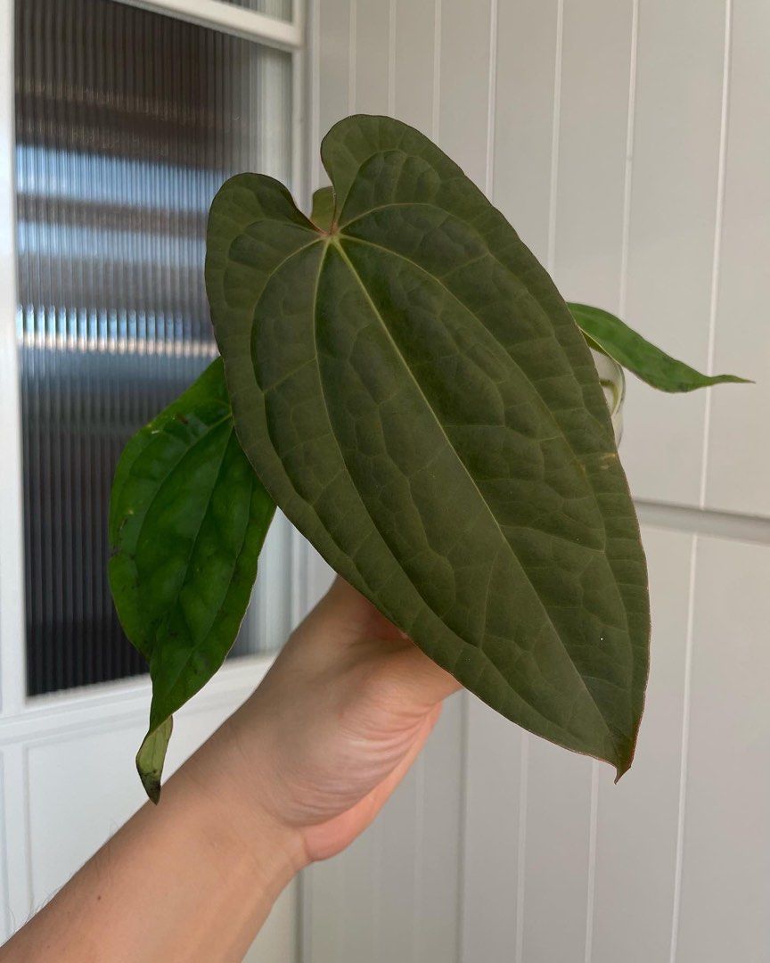 Anthurium black velvet eastern Panama x Luxurians / bvep x lux, Furniture &  Home Living, Gardening, Plants & Seeds on Carousell