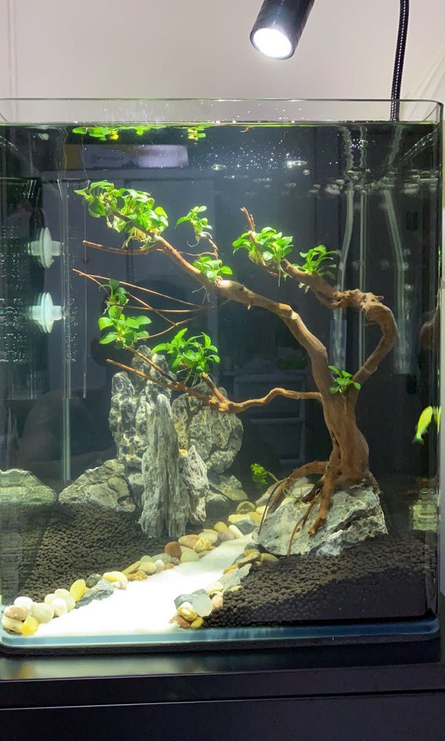 30 Gallon Long Aquarium Shop 1692813469, 55% OFF