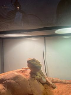 (Category: ) located in . Submitted by aimemathers (Listing ID 1205907920, Image 1). Description: .