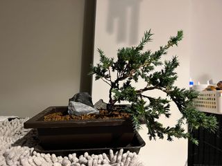 (Category: ) located in . Submitted by bibinemo (Listing ID 1206023934, Image 1). Description: .