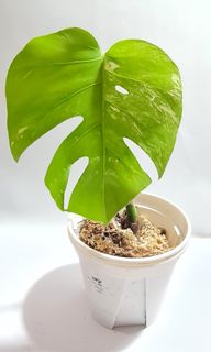 (Category: ) located in . Submitted by succulently (Listing ID 1206063974, Image 1). Description: .