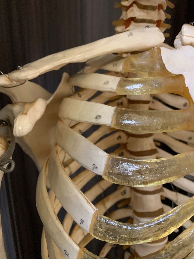 Life size anatomy skeleton model, Everything Else on Carousell