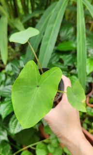 Taro / Yam plant