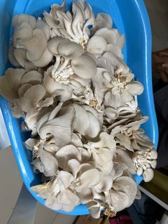 Fresh Mushroom frompur own growing house