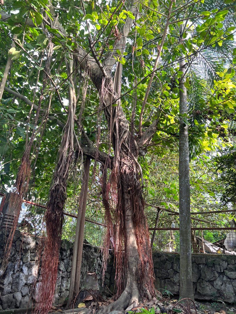 Full Grown Rubber Tree (for grafting and propagation), Furniture & Home