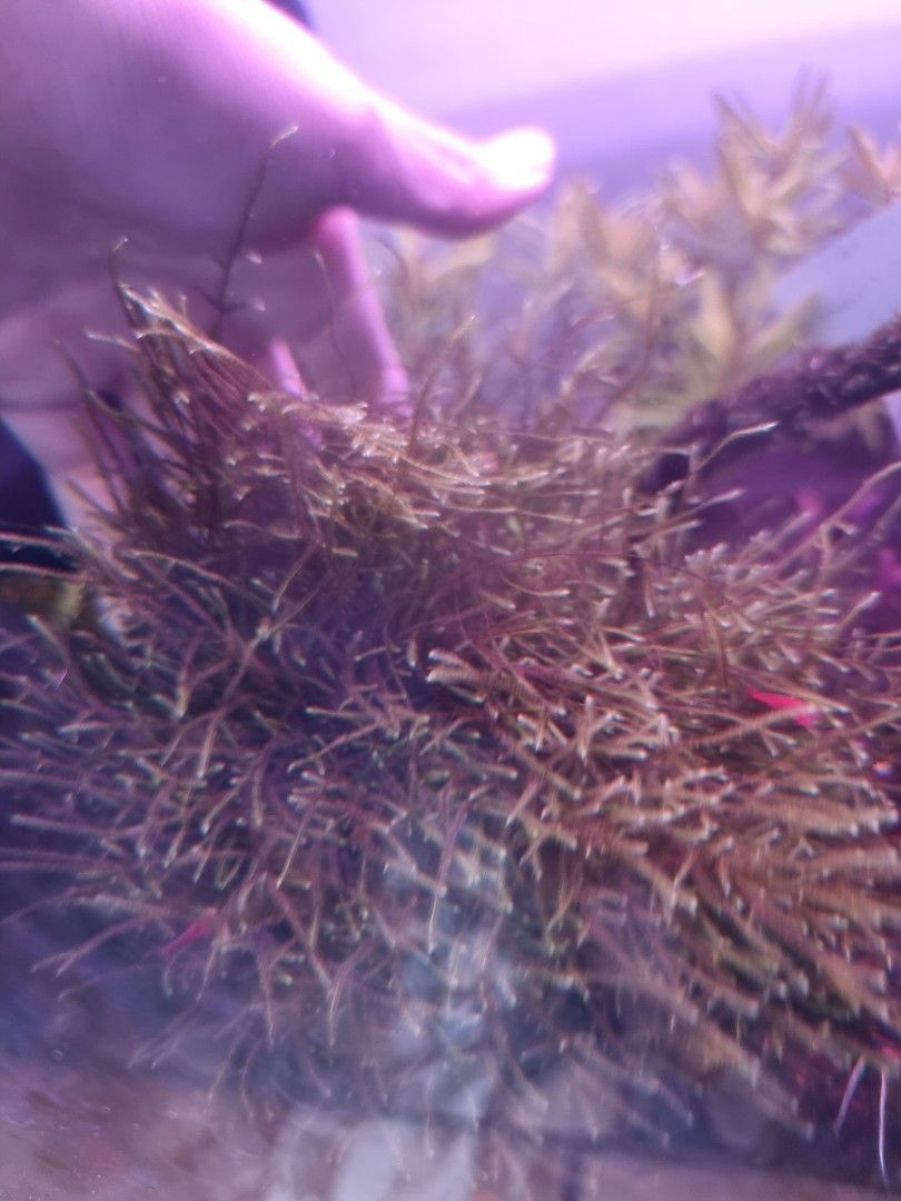 Java moss, fire red shrimp for salefor shrimp tank, fry, nano tank