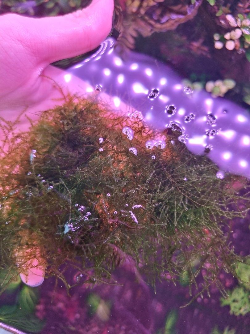 Java moss, fire red shrimp for salefor shrimp tank, fry, nano tank