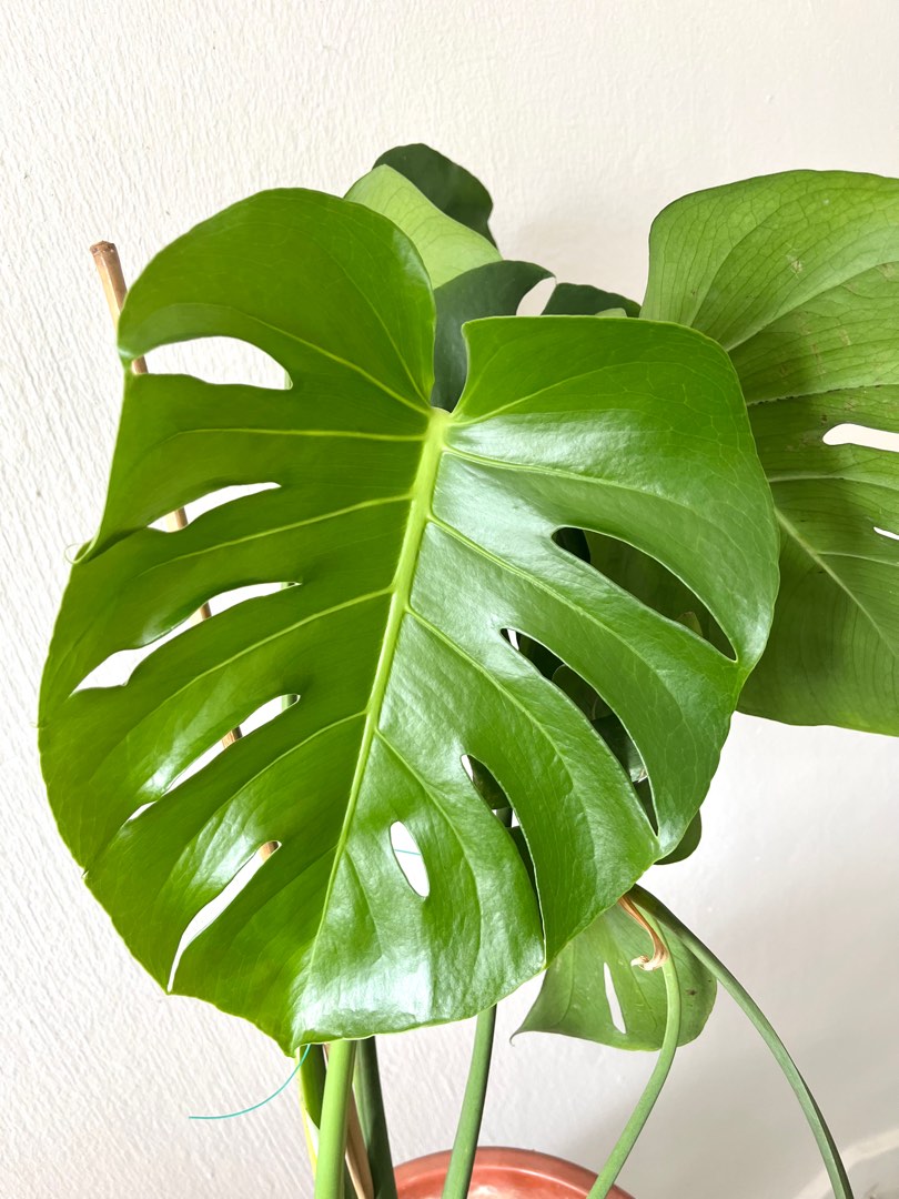 Monstera Deliciosa - height 70cm - classic indoor plant, Furniture ...