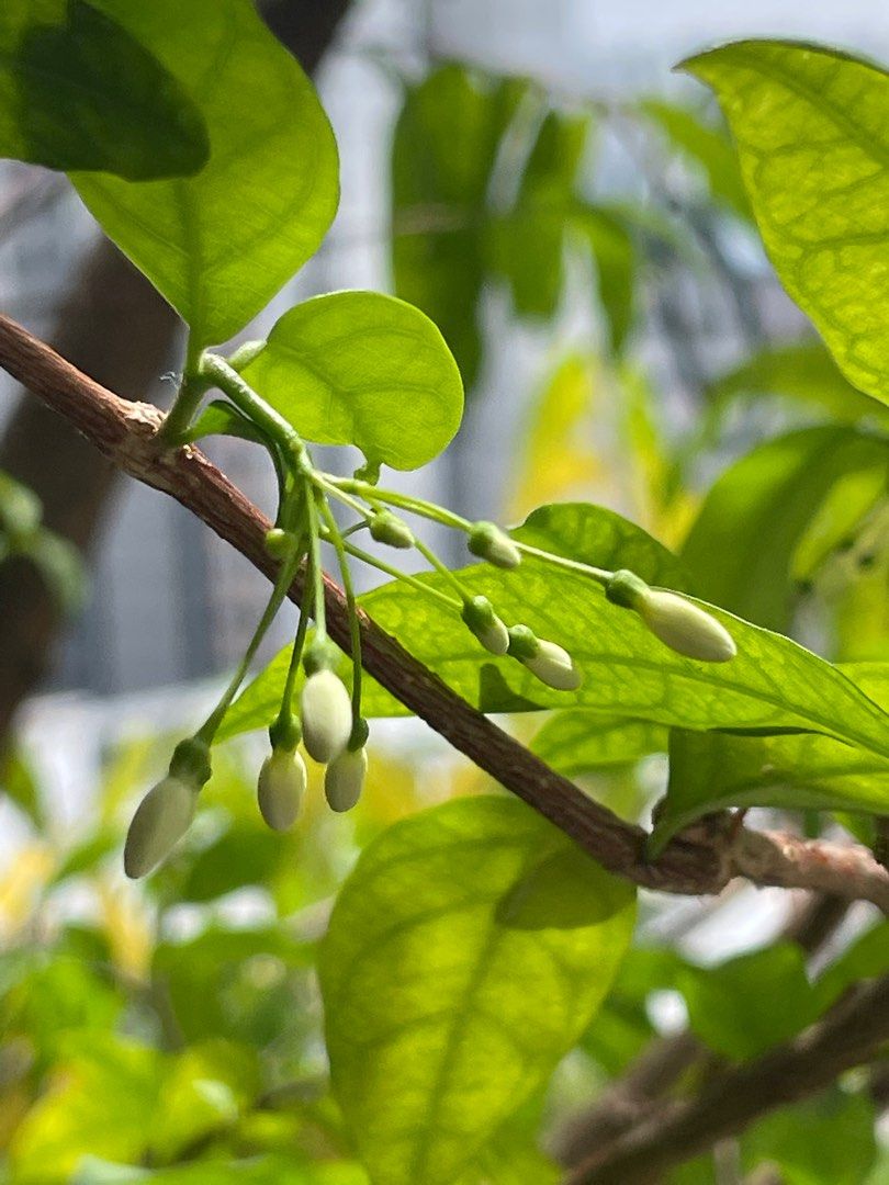 Seeds Water Jasmine plants, Furniture & Home Living, Gardening, Plants