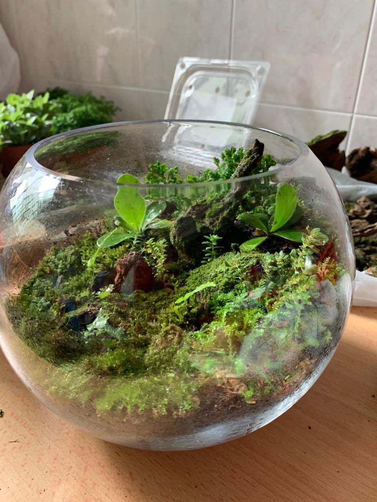Terrarium, Furniture & Home Living, Gardening, Plants & Seeds on Carousell