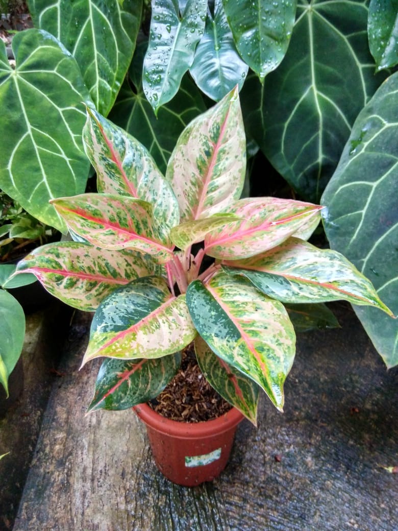 アグラオネマLOD (aglaonema Light of Diamond)