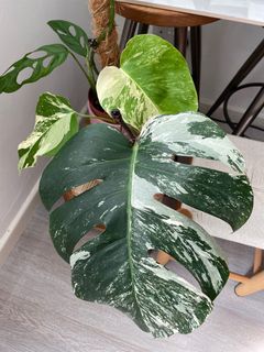 (Category: ) located in . Submitted by Monstera909 (Listing ID 1200597460, Image 1). Description: .